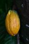 Amazonas06 - 396 * Cocoa Bean.